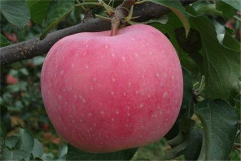 陕西红富士苹果苗